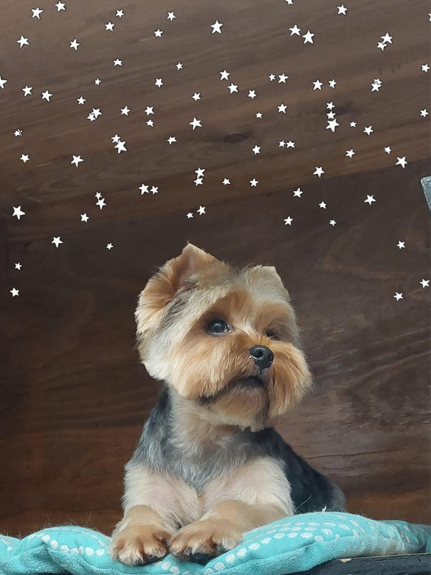 Small Yorkie with a starry backdrop, freshly groomed at Sarasota Grooming Company