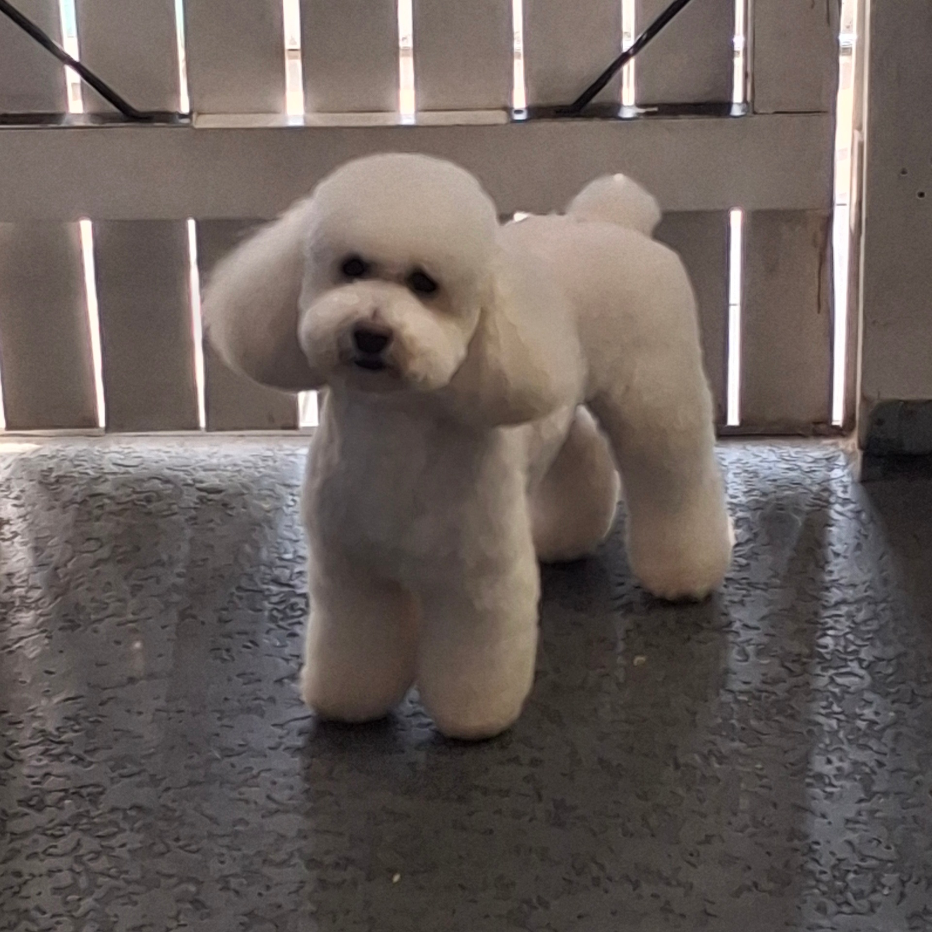Happy white poodle freshly groomed